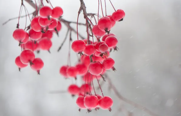 Picture winter, branches, berries