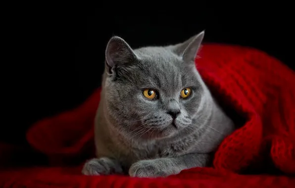 Cat, cat, look, pose, grey, portrait, legs, scarf