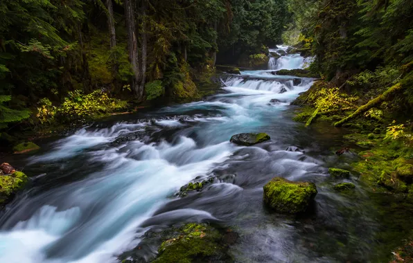 Forest, trees, river, stones, waterfall, moss, stream, Bank