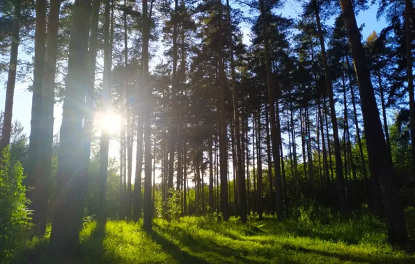 Forest, grass, the sun, rays, light, trees, Berezovsky.