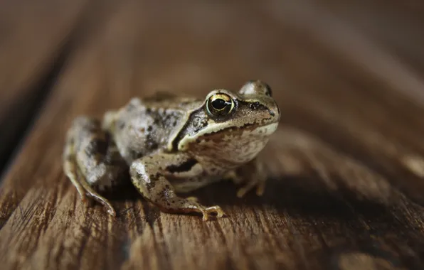 Look, macro, eyes, table, tree, frog, frog, brown