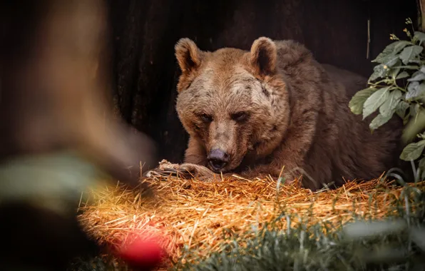 Face, leaves, nature, pose, the dark background, bear, hay, straw