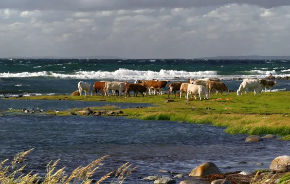Sea, shore, cows