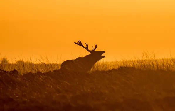 Picture the sky, grass, sunset, deer, silhouette, horns