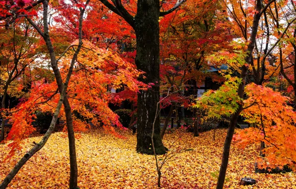 Autumn, forest, leaves, trees, Park, colorful, forest, landscape