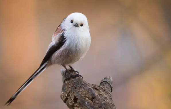 Picture nature, bird, bitches, long-tailed tit