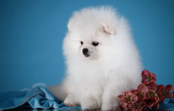 Flowers, fluffy, puppy, breed, Spitz