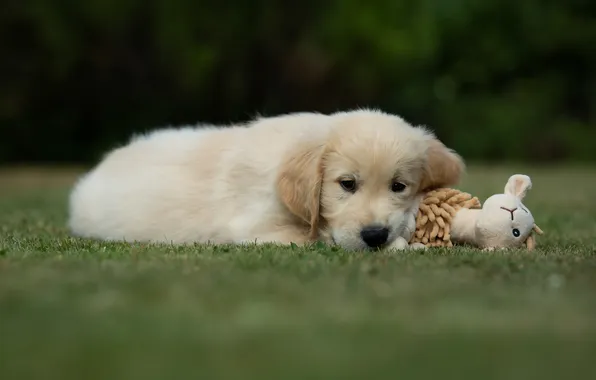 Grass, look, nature, pose, lawn, glade, toy, dog