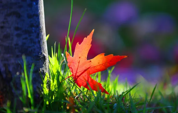 Picture autumn, grass, macro, sheet, tree, paint