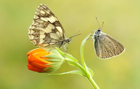 Flower, macro, butterfly, orange, insects, background, butterfly, two