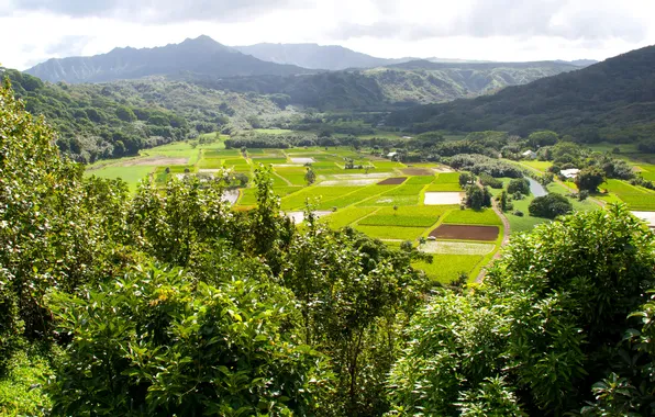 Mountains, tropics, field, Hawaii, forest, Kauai, plantation, Hanalei