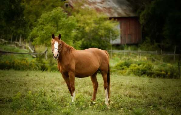 Picture horse, horse, pasture
