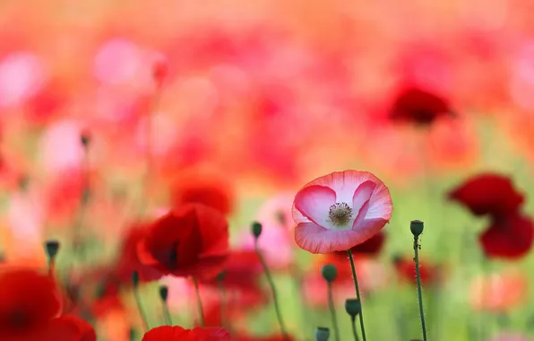 Field, Mac, petals, meadow