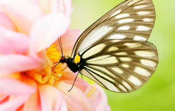 Macro, flowers, butterfly, pink, dahlias