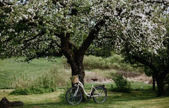Picture wallpaper, bicycle, field, nature, flowers, landscapes, tree, bloom