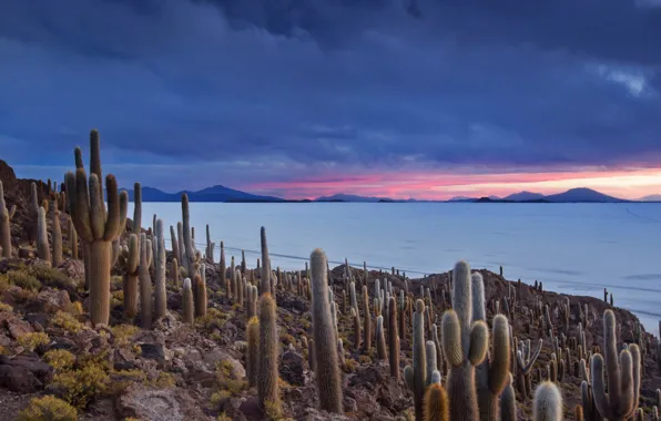 Clouds, mountains, lake, cactus, Bolivia