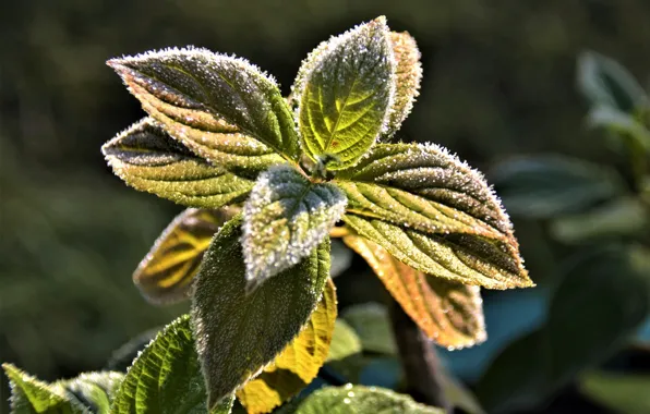 Cold, frost, autumn, flower, flowers, nature, plant, beauty