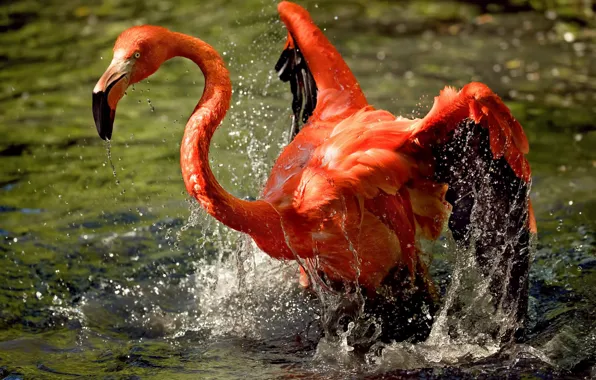 Water, squirt, bird, Flamingo