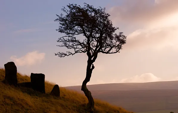 Picture TREE, HILLS, GRASS, TOMANCE