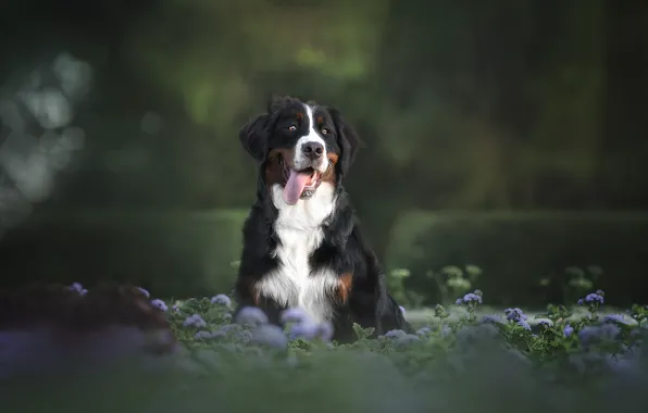 Wallpaper nature, animal, dog, dog, Bernese mountain dog, Julia Gonchar