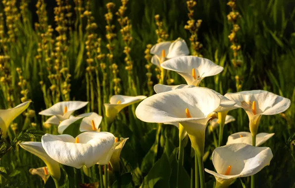 Greens, summer, light, flowers, nature, glade, beauty, stem