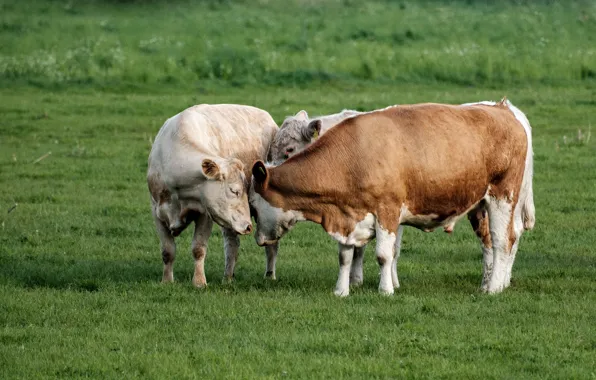 Field, grass, pose, cows, weasel, trio, relationship, bulls