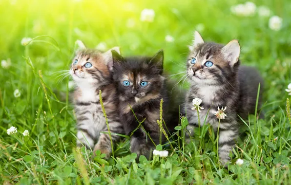 Summer, grass, cats, flowers, glade, kittens, clover, blue eyes