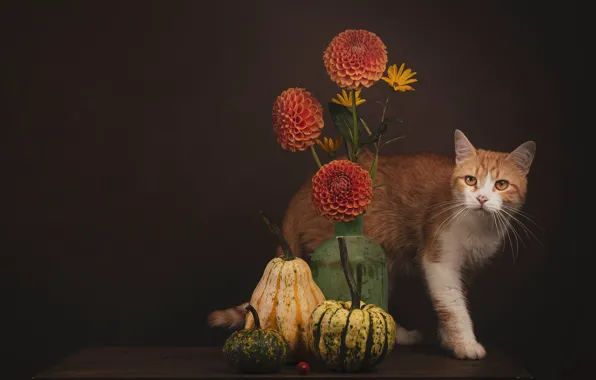 Cat, cat, look, flowers, pose, the dark background, table, bouquet