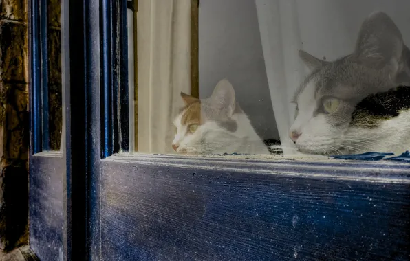 House, cats, window, observation