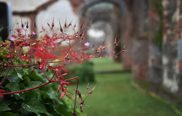 Plant, Bush, water drops