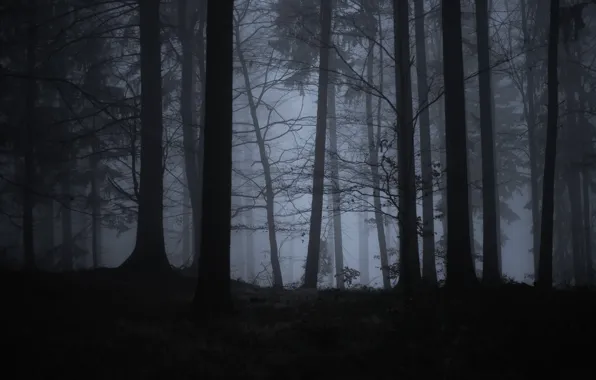 Forest, trees, nature, fog, twilight, Filip Čaník