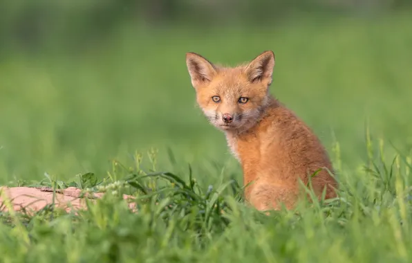 Grass, look, background, blur, red, Fox, cub, Fox