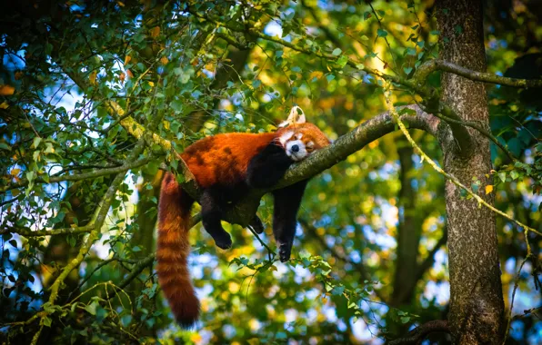 Picture summer, trees, branches, pose, stay, foliage, sleep, sleeping