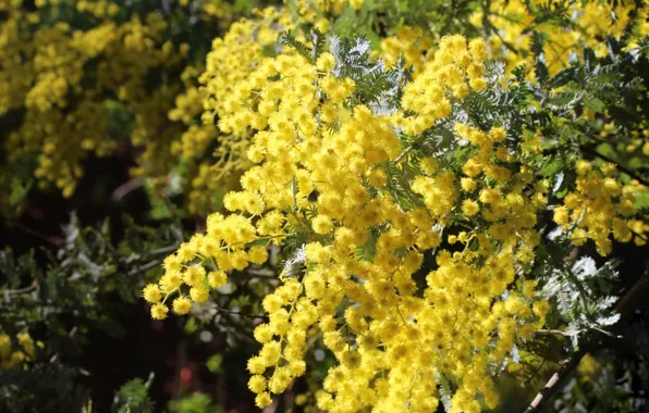 Flowers, branches, Bush, spring, yellow, flowering, Mimosa
