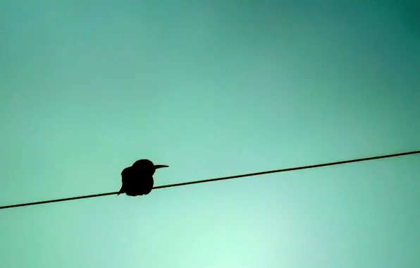 Blue, background, bird, shadow, silhouette, wire, peeled, cheloeka