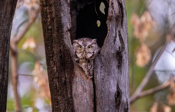 Owl, the hollow, ptia