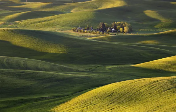 Picture field, grass, trees, hills, carpet, morning, USA, Washington