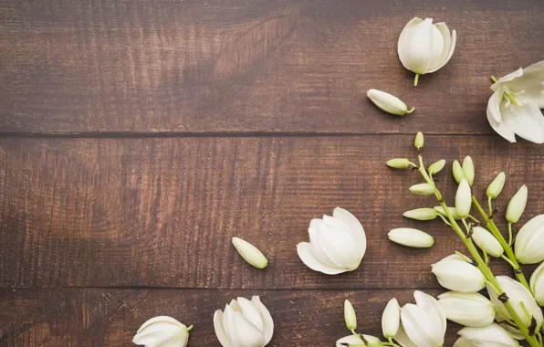 Flowers, petals, white, white, wood, flowers, petals