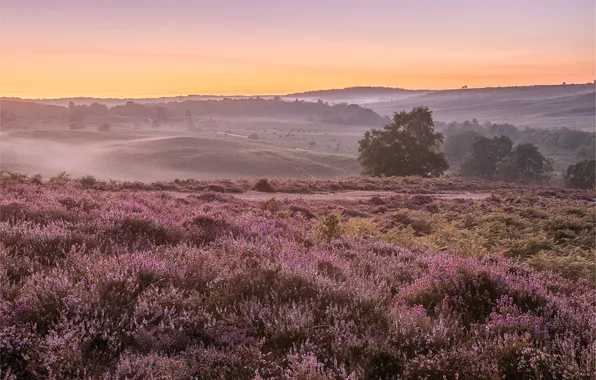 Field, forest, the sky, trees, flowers, fog, dawn, hills