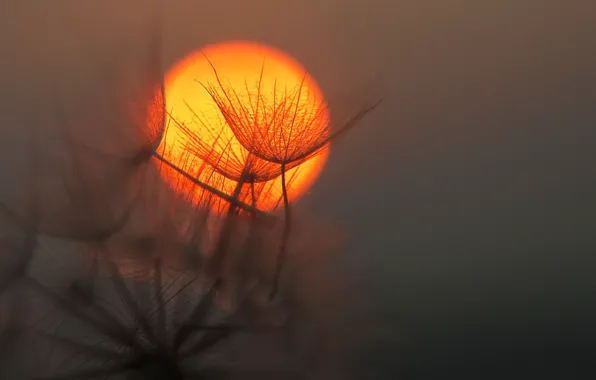 The sun, sunset, dandelion