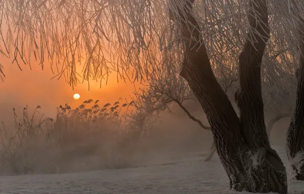 Picture winter, snow, fog, sunrise, tree