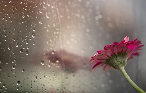 Flower, glass, drops