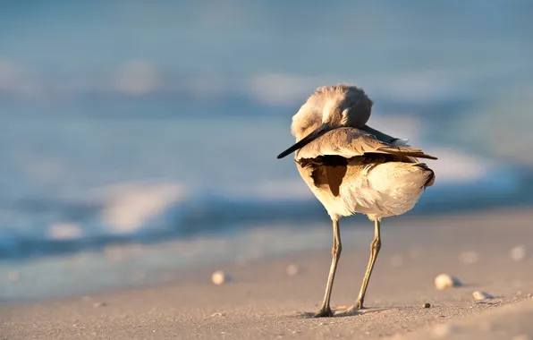 Picture sand, sea, bird, shore, Seagull