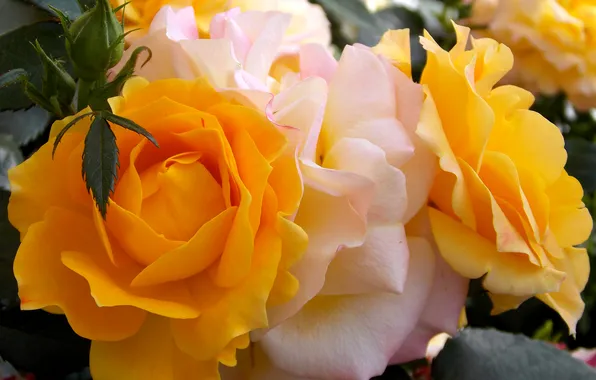 Macro, flowers, photo, roses