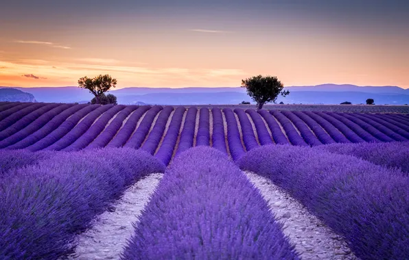 Picture field, France, the ranks, lavender, Provence