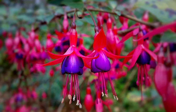 Macro, branches, fuchsia
