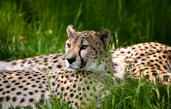 Grass, Cheetah