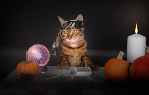 Autumn, cat, cat, look, pose, pumpkin, pumpkin, Halloween
