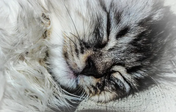 Grey, Cat, fluff