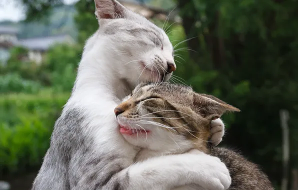 Picture cat, background, each, meeting, Koshak, Kote